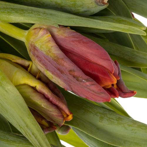 Tulpe rot Abracadabra 32 Gramm