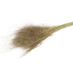 Trocken Lupidium Mini natur L90cm