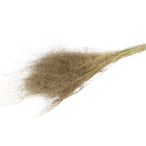 Trocken Lupidium Mini natur L90cm