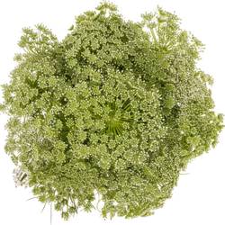 Dille hell grün/weiss visnaga 80cm