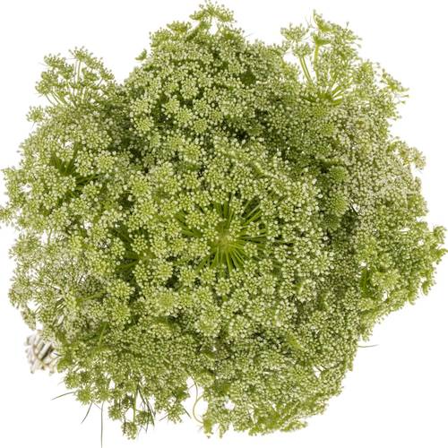 Dille hell grün/weiss visnaga 80cm