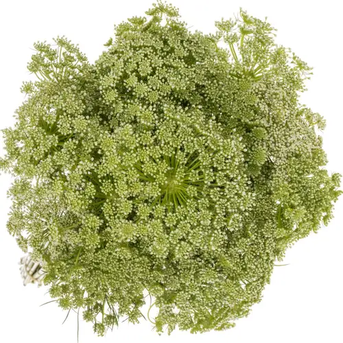 Dille hell grün/weiss visnaga 80cm