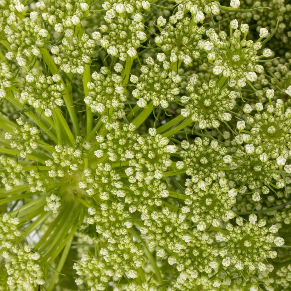 Dille hell grün/weiss visnaga 80cm
