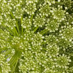Dille hell grün/weiss visnaga 80cm