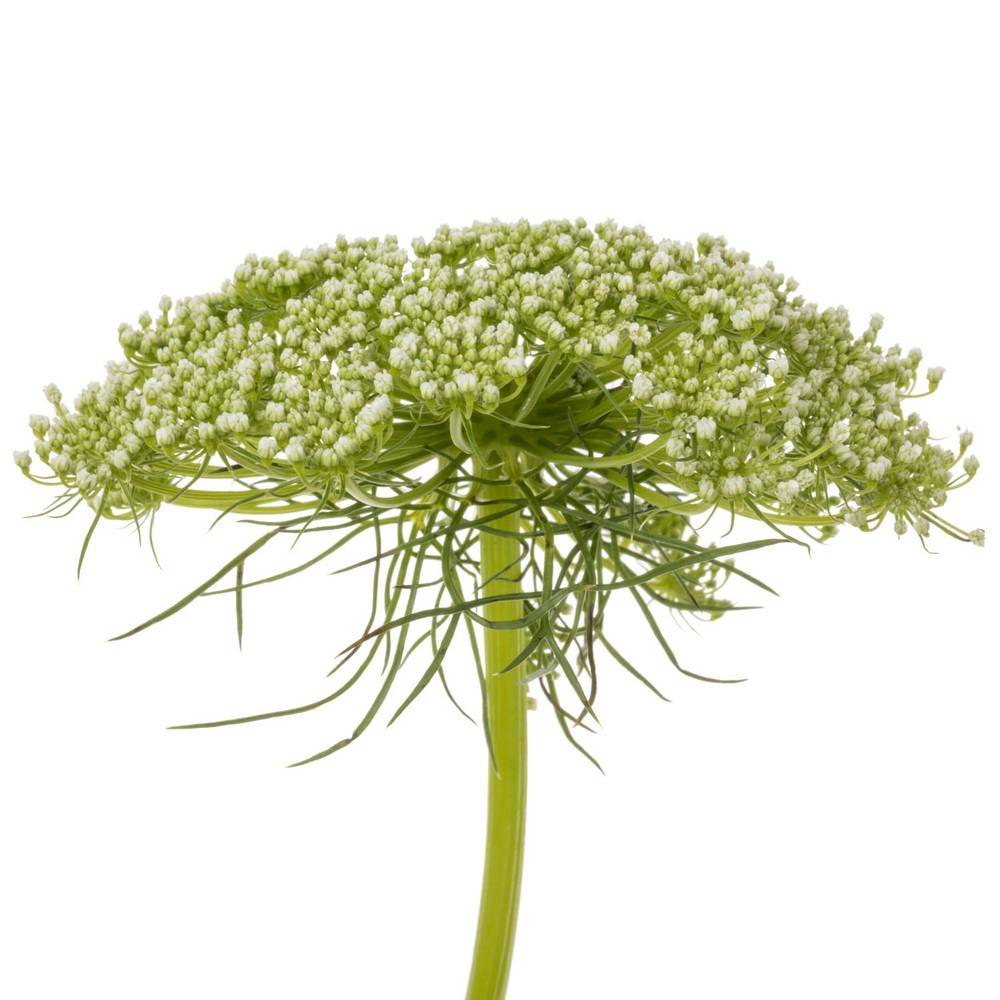 Dille hell grün/weiss visnaga 80cm