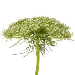 Dille hell grün/weiss visnaga 80cm