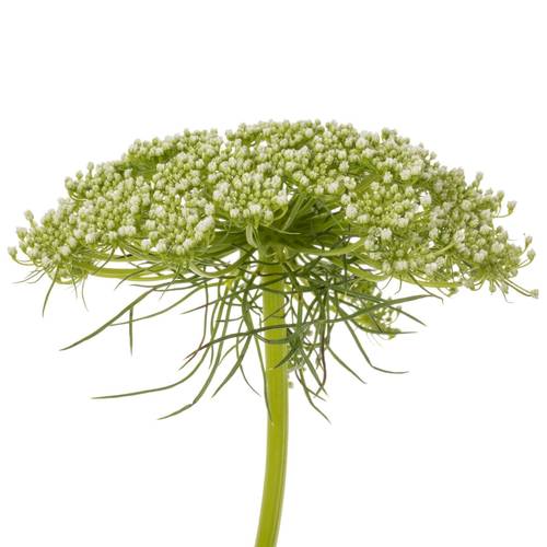Dille hell grün/weiss visnaga 80cm