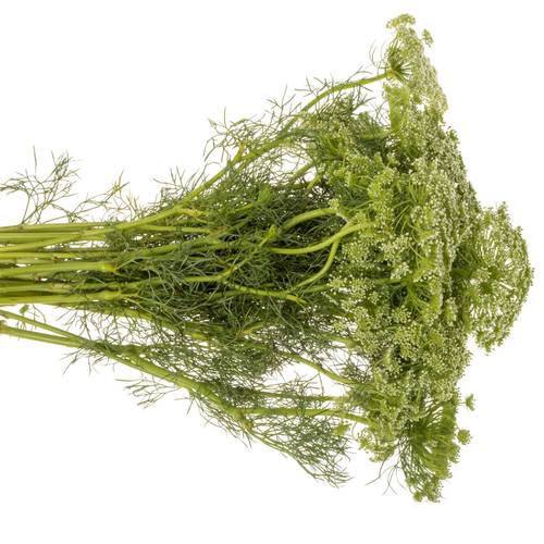 Dille hell grün/weiss visnaga 80cm