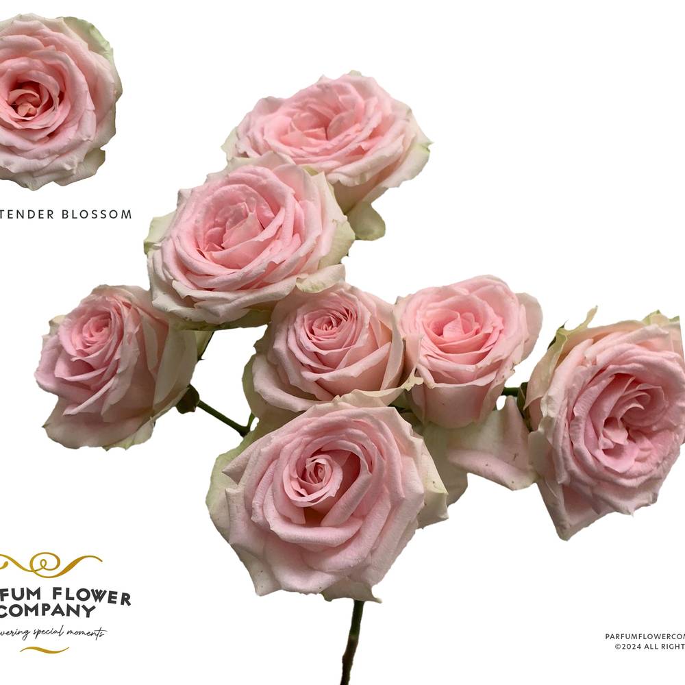 Rose verzweigt rosa Tender Blossoms 50cm