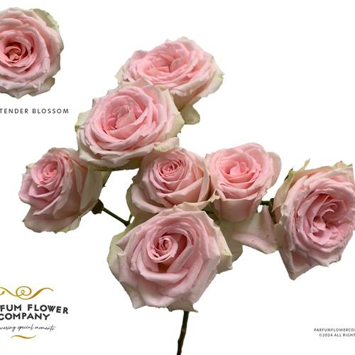 Rose verzweigt rosa Tender Blossoms 50cm