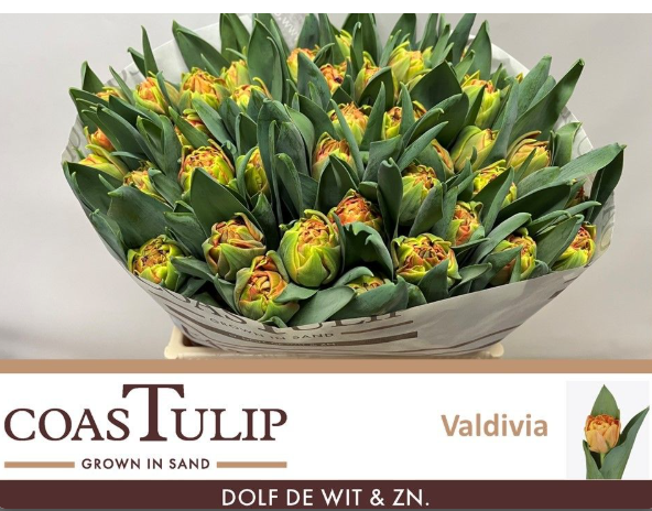 Tulpe orange doppel Valdivia Coas Tulip 56 Gramm