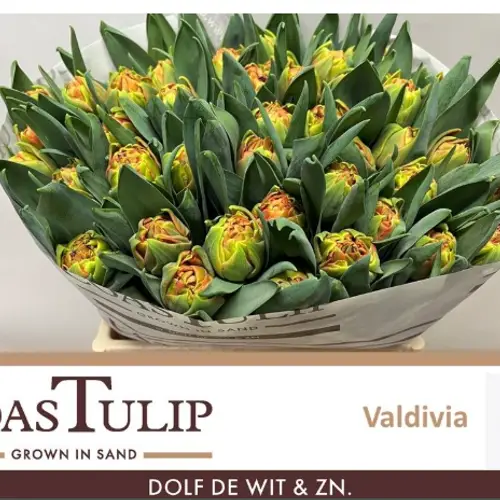 Tulpe orange doppel Valdivia Coas Tulip 56 Gramm