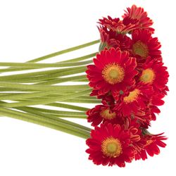 Germini Piccolo rot Arezzo 