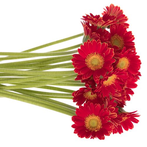 Germini Piccolo rot Arezzo 