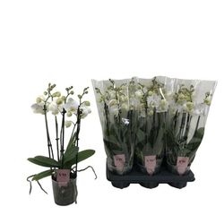 Phal.5-R weiss Inverness T12 H50
