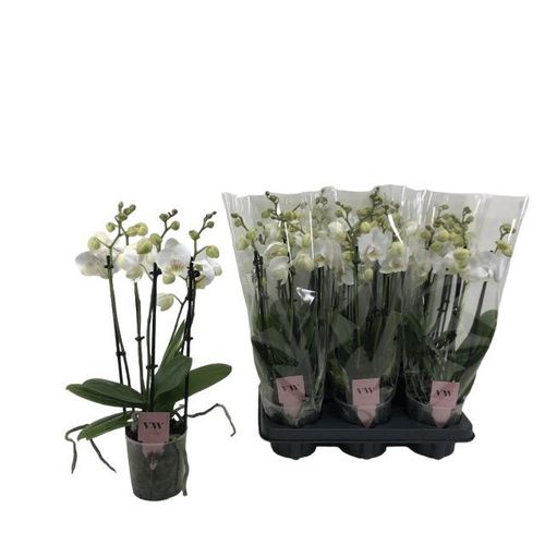 Phal.5-R weiss Inverness T12 H50