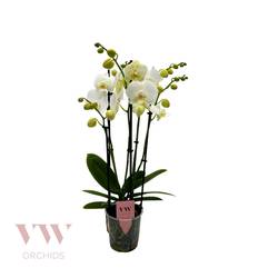 Phal.5-R weiss Inverness T12 H50