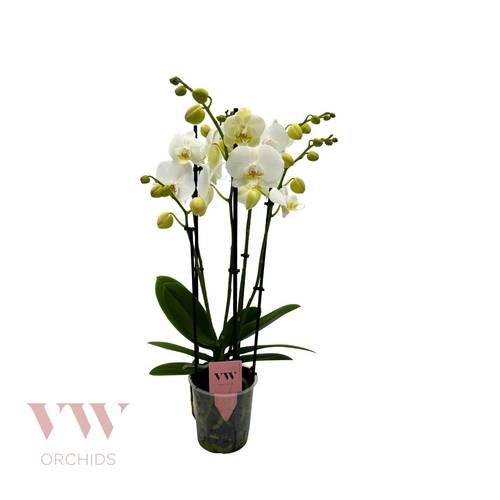 Phal.5-R weiss Inverness T12 H50