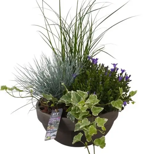 Garten.Arr PTSO8334 T23 H047