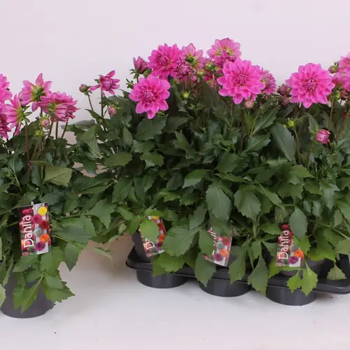 Dahlia lila T17 H040