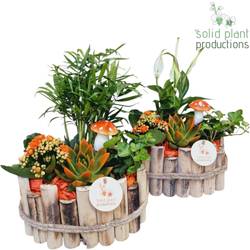 Echev.Arr Bologna Herbst mix orange T23 H035