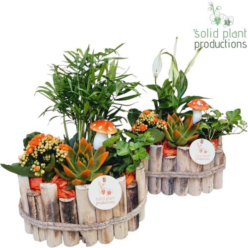 Echev.Arr Bologna Herbst mix orange T23 H035