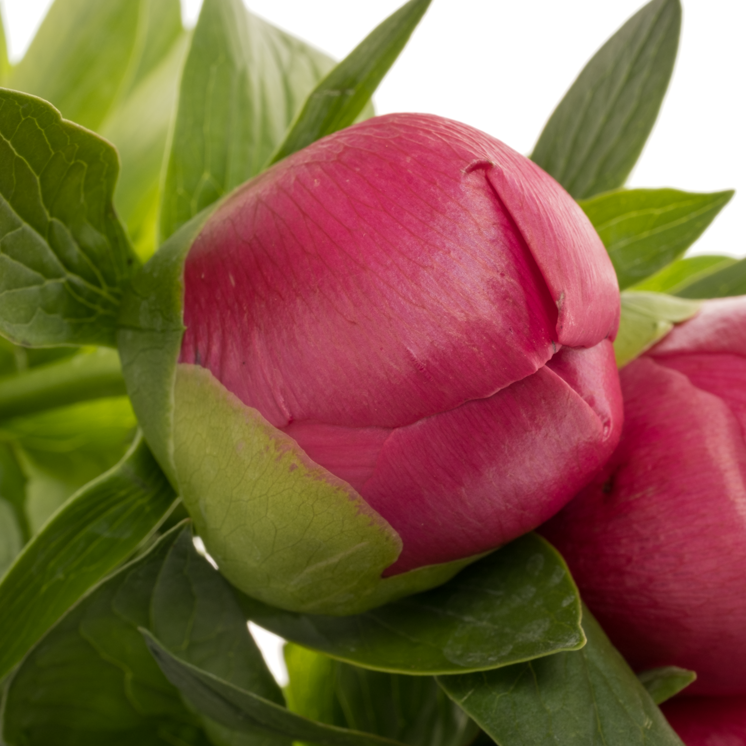 Pfingstrose rot Belgravia 55cm