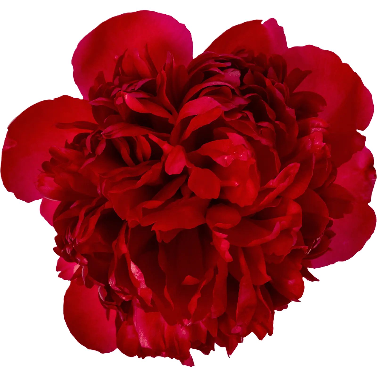 Pfingstrose rot Belgravia 55cm