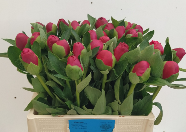 Pfingstrose rot Belgravia 55cm