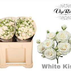 Rose verzweigt creme/weiss White Kiss 5+Blüte 50cm