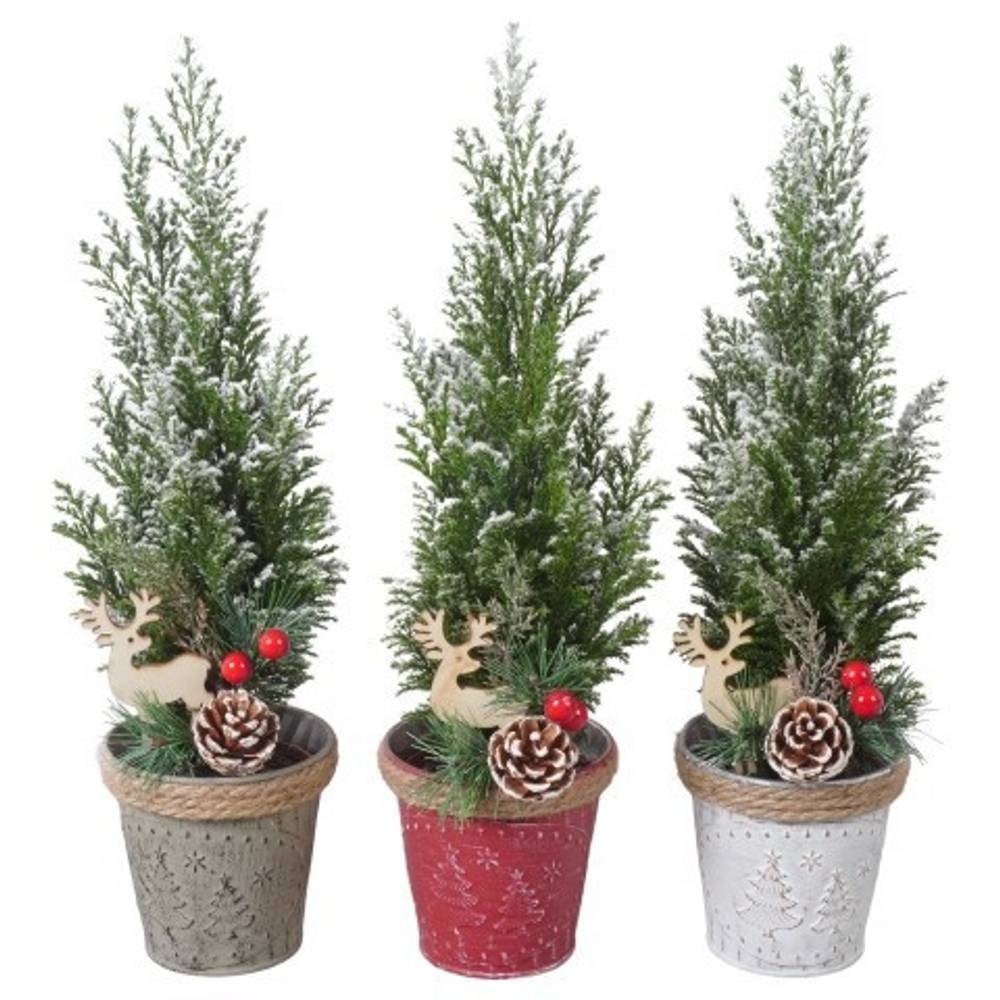 Chamaecyparis Ellwoodii mix Zink PTK25176 T09 H032