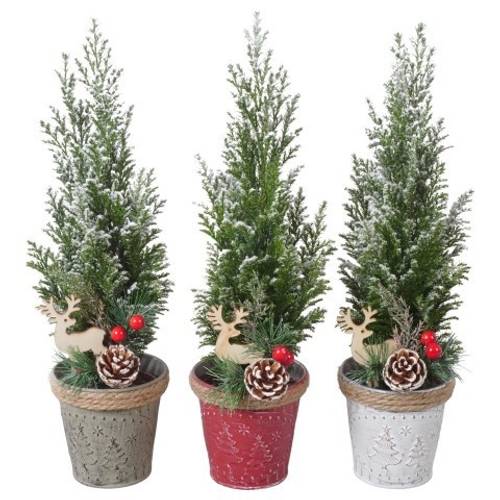 Chamaecyparis Ellwoodii mix Zink PTK25176 T09 H032