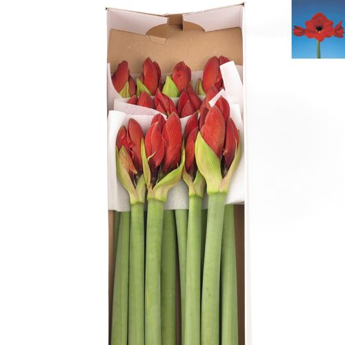 Amaryllis Krt.rot Red Lion X12