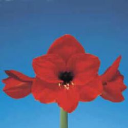 Amaryllis Krt.rot Red Lion X12