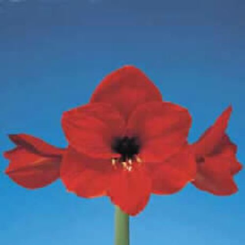 Amaryllis Krt.rot Red Lion X12