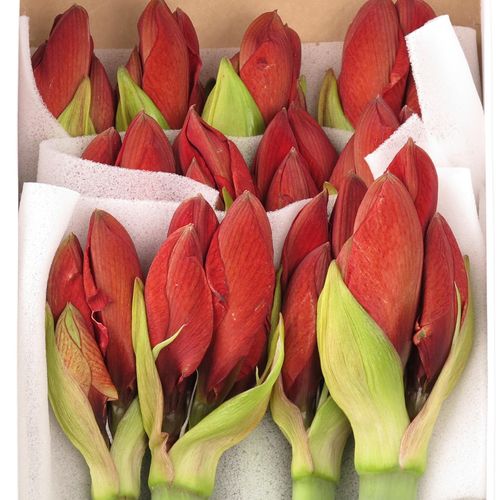 Amaryllis Krt.rot Red Lion X12
