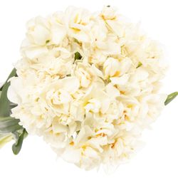Narzisse creme Abba 45cm