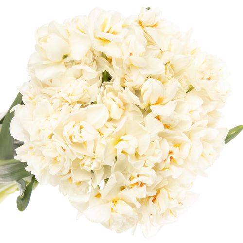 Narzisse creme Abba 45cm