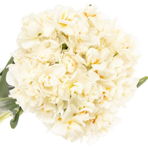 Narzisse creme Abba 45cm