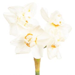 Narzisse creme Abba 45cm
