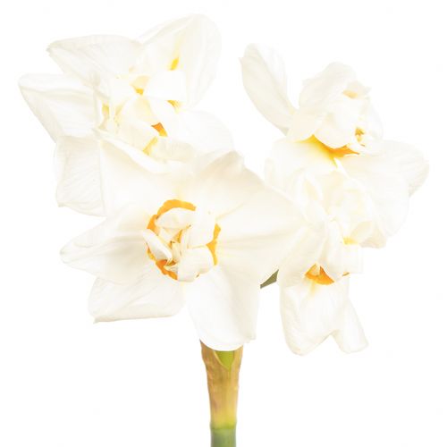 Narzisse creme Abba 45cm