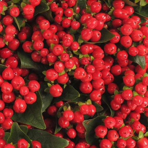 Hypericum rot Coco Rio 60cm