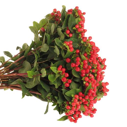 Hypericum rot Coco Rio 60cm