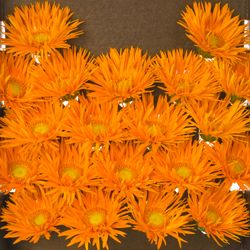 Germini orange Spin Netzer