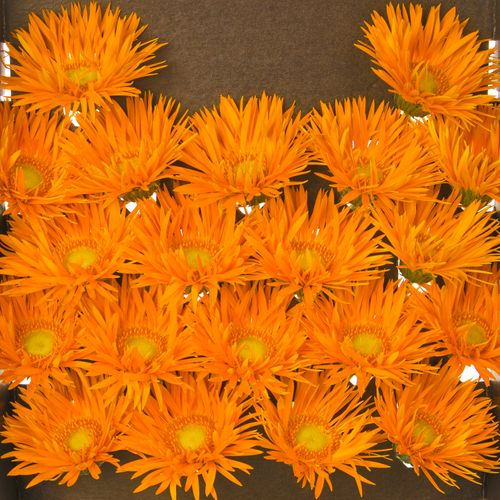 Germini orange Spin Netzer