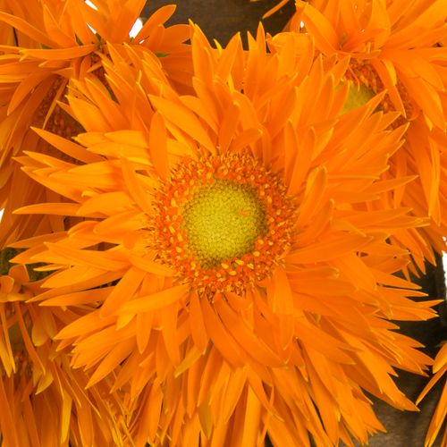 Germini orange Spin Netzer