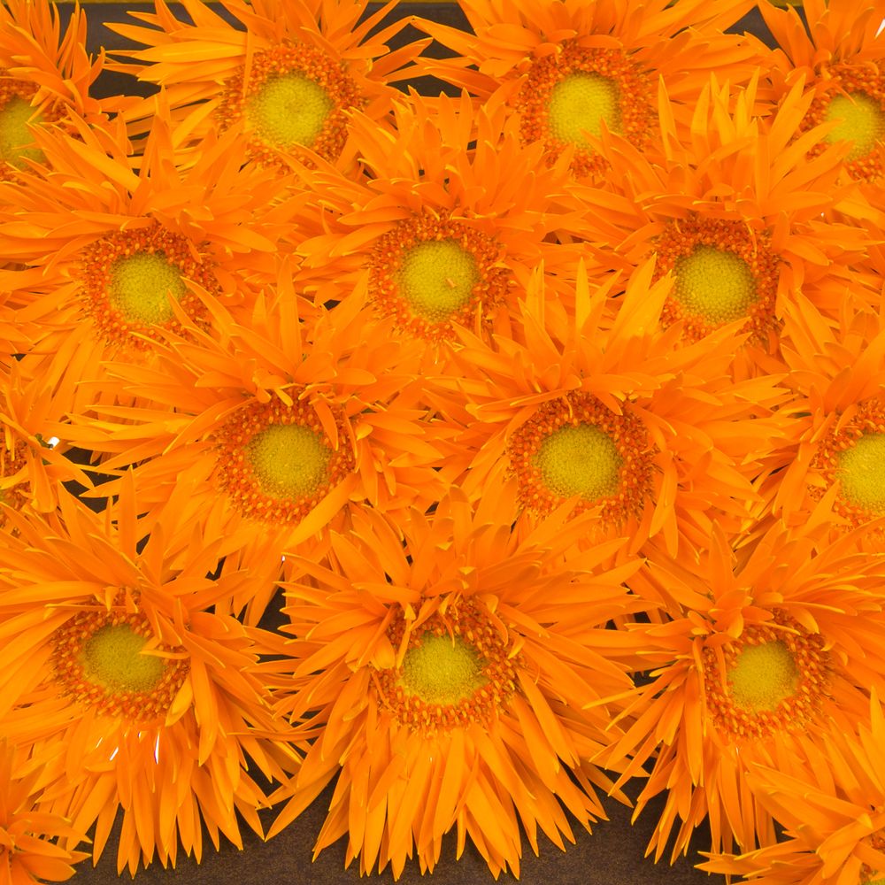 Germini orange Spin Netzer