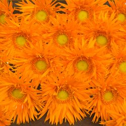 Germini orange Spin Netzer