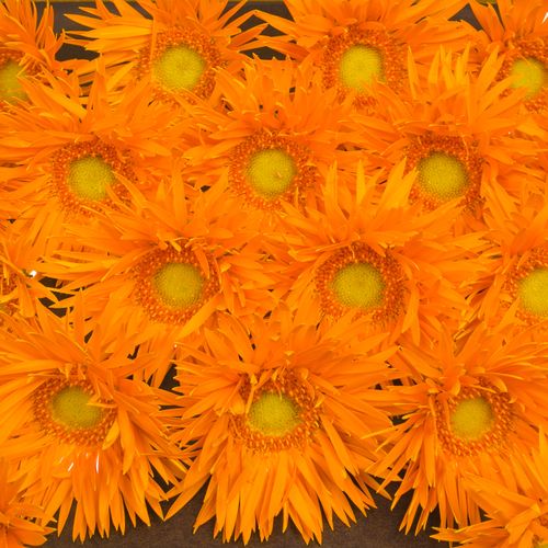 Germini orange Spin Netzer