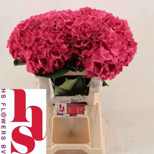 Hortensie rosa Dunkel Bol 18cm 60cm